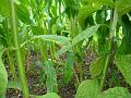 2010-0805-1610_Sweetcorn_20,4C